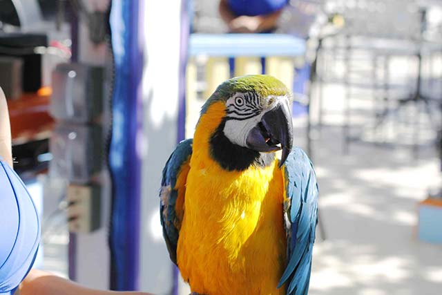 Get lost in the tropical surroundings with our friendly parot, Dakota